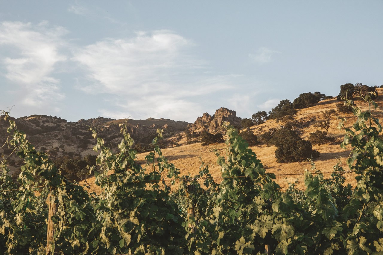 Hirondelle Vineyard landscape