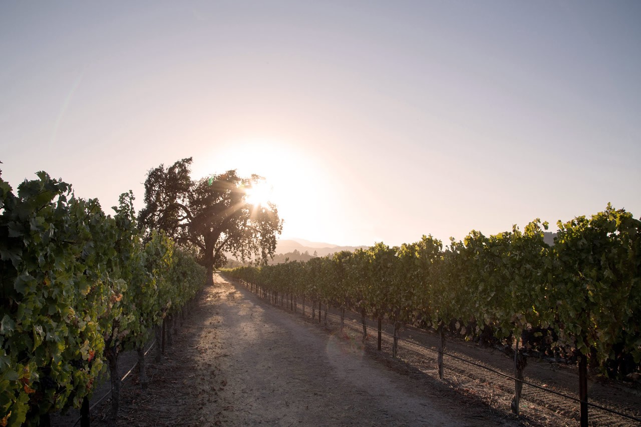 Hirondelle Vineyard rows