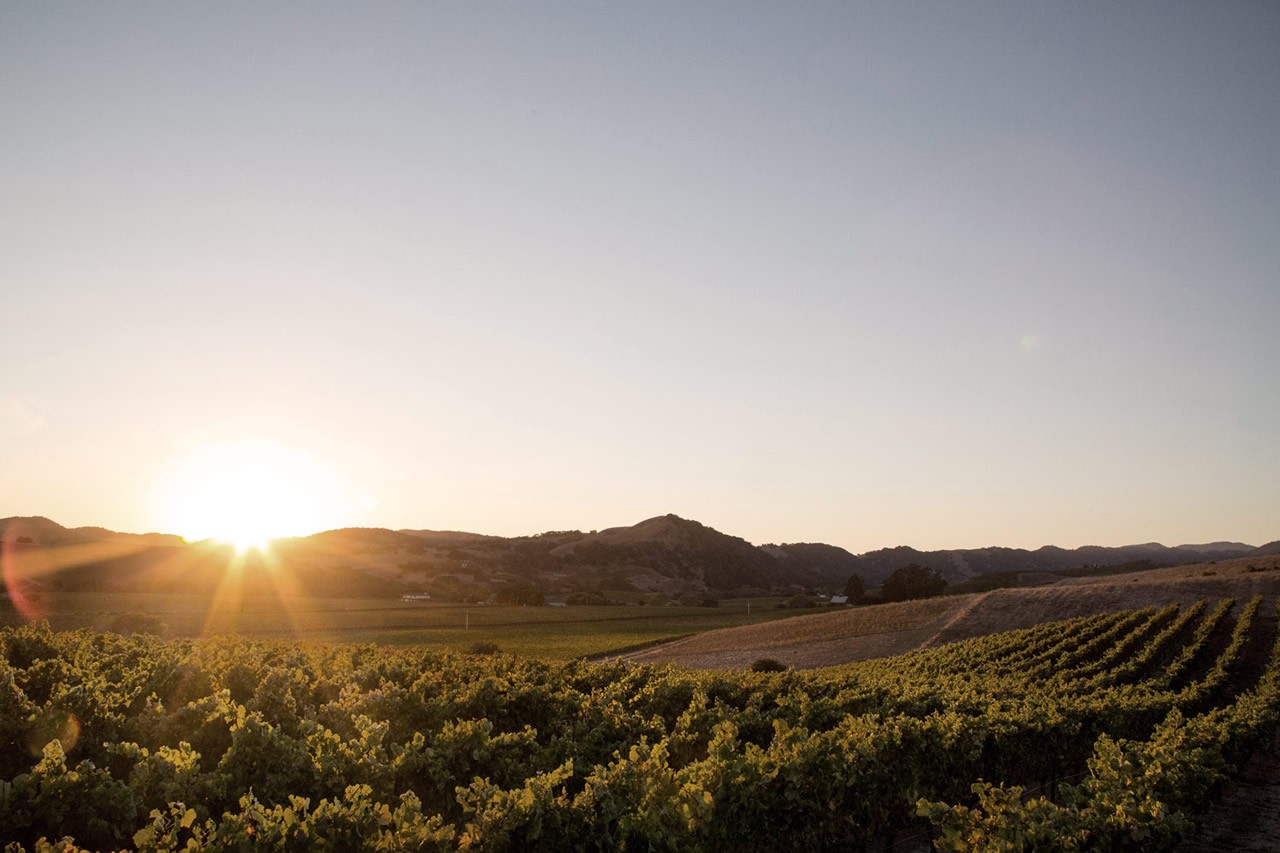 Sun peeking over Hirondelle Vineyard rows