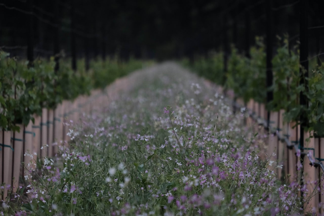 River’s Bend Vineyard