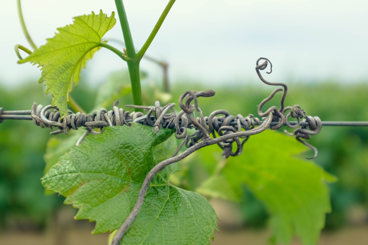 River’s Bend Vineyard vine