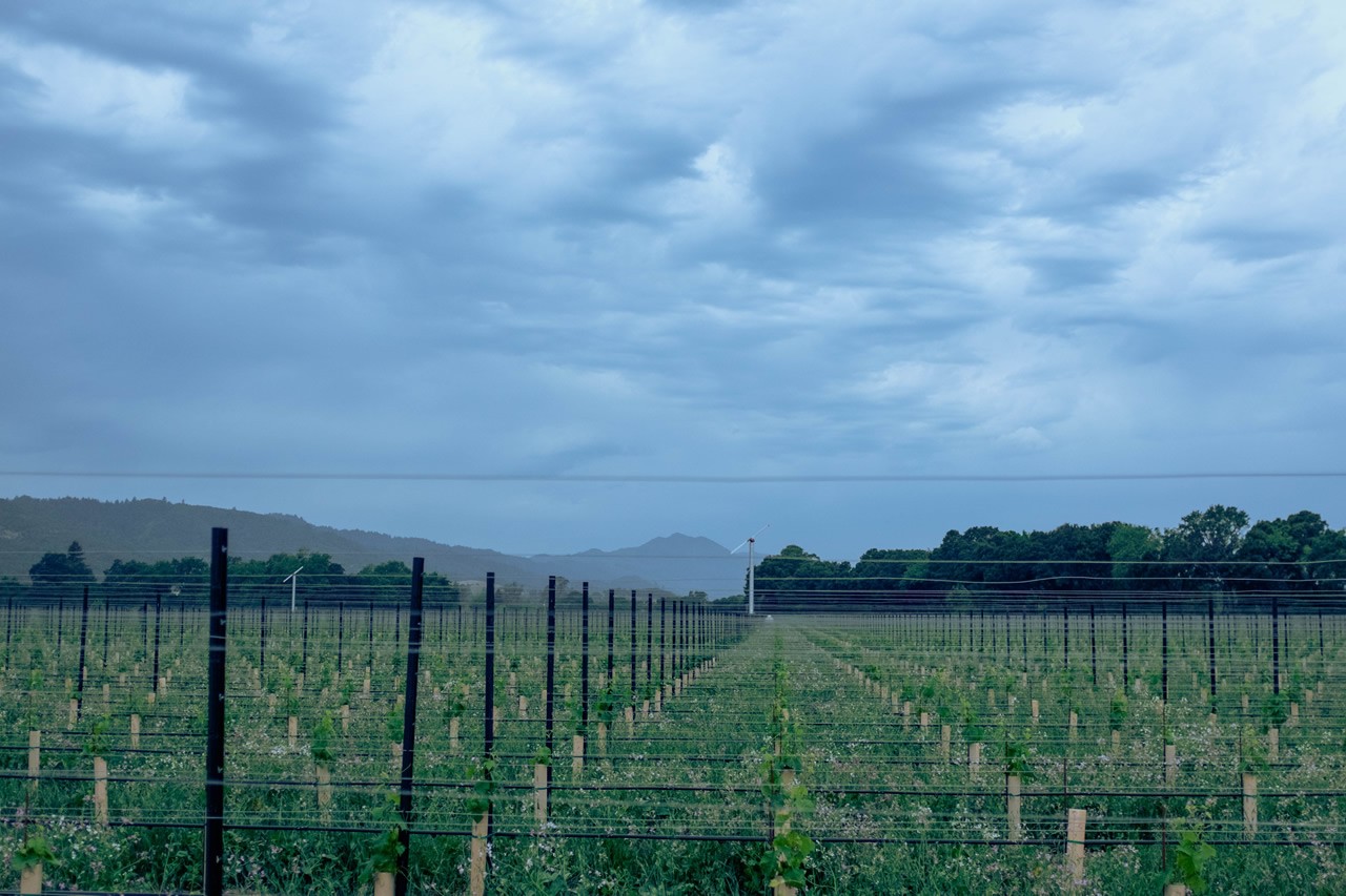 River’s Bend Vineyard